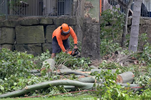 Best Tree Removal Near Me  in Centerville, CA